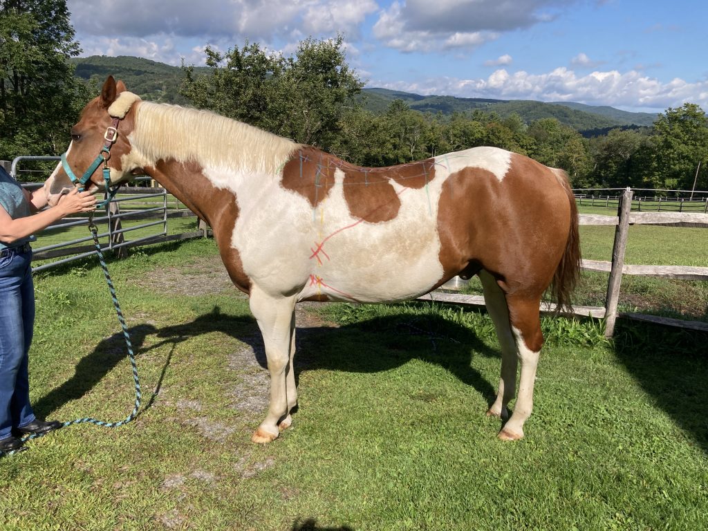 Horse have different back shapes, this post is about those with low withers, wide flat backs.