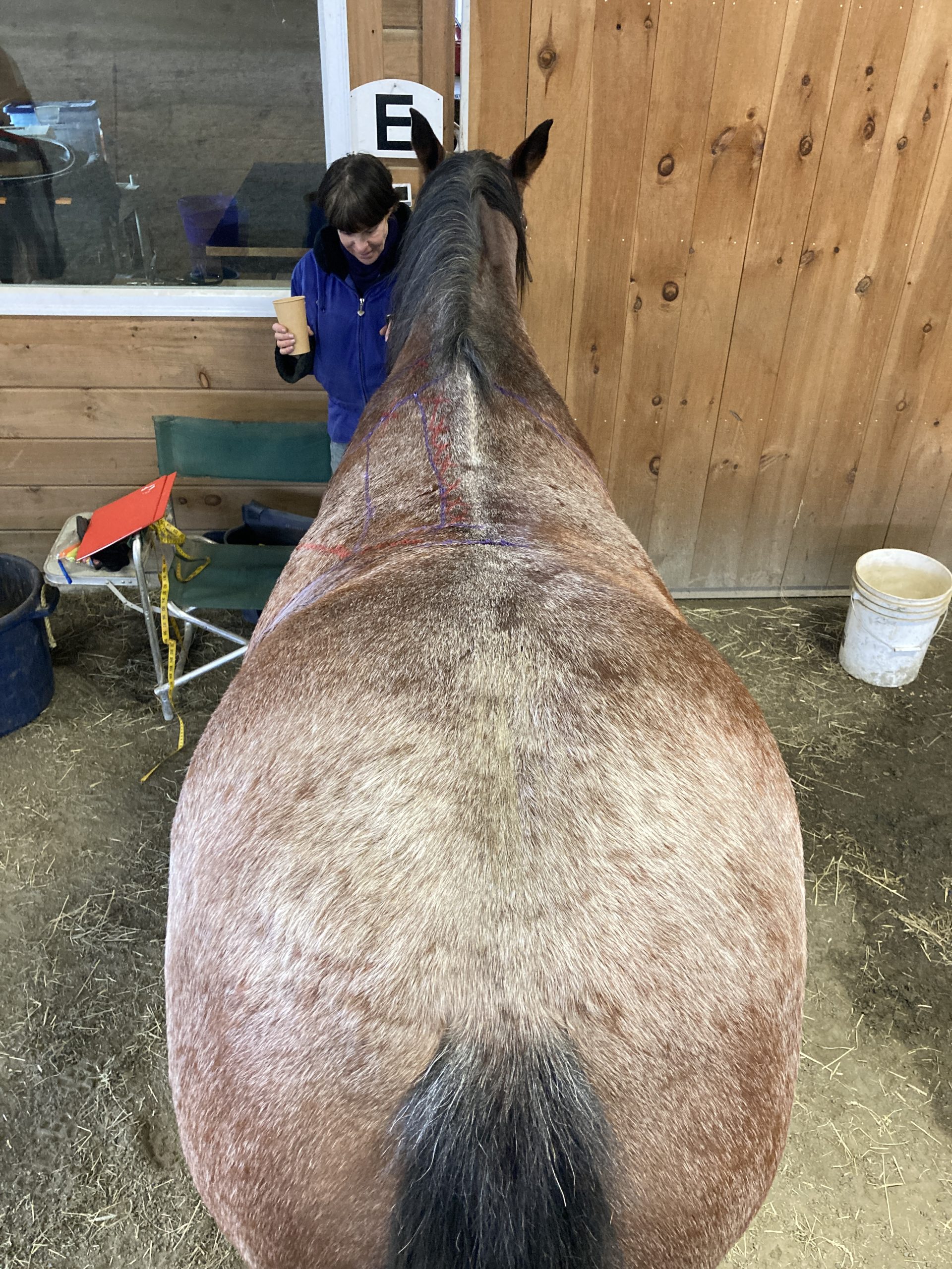 Wide flat back, low withers