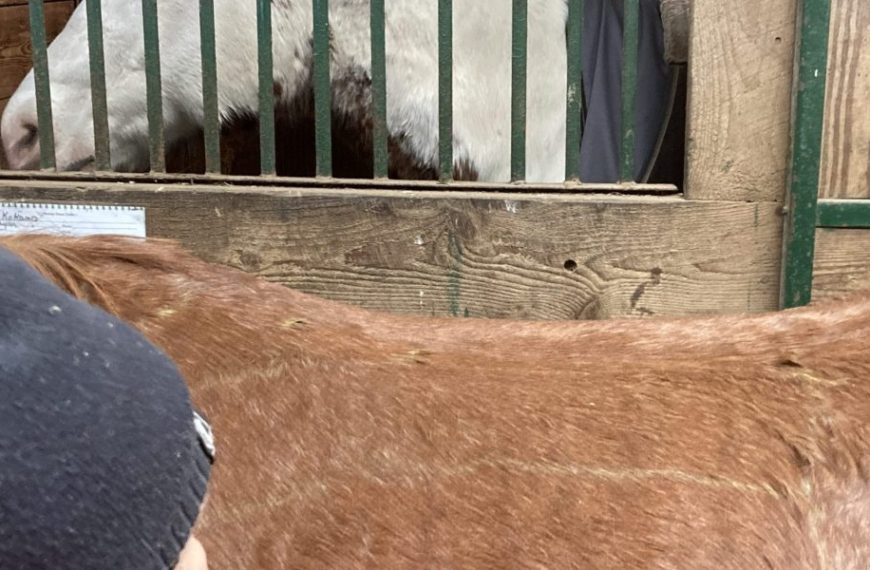 30 Day Topline Challenge