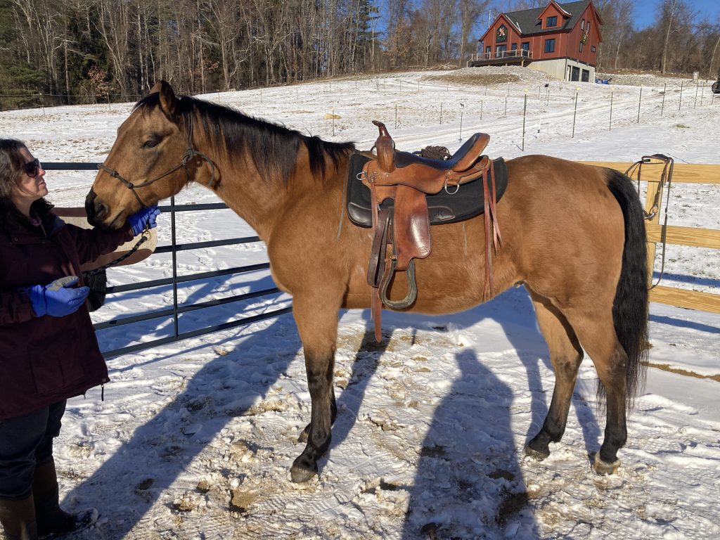 Western saddle fitting, recommended saddles, how to fit a western saddle