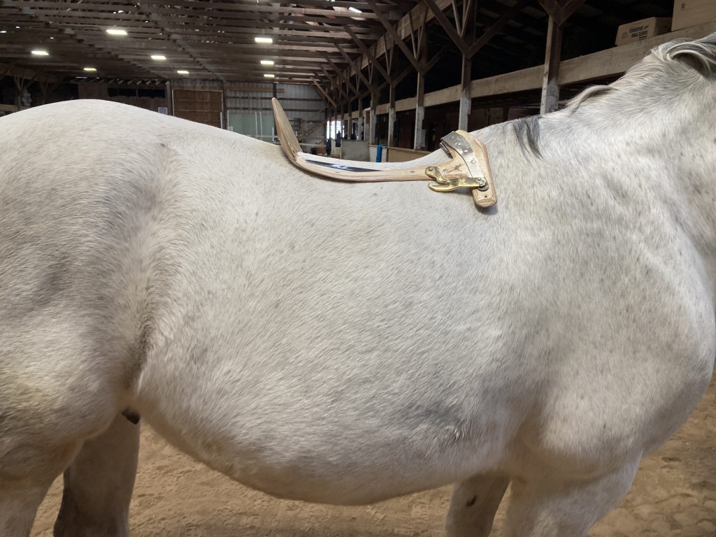 Pressure distribution on the horses back is key to keeping horses comfortable and willing