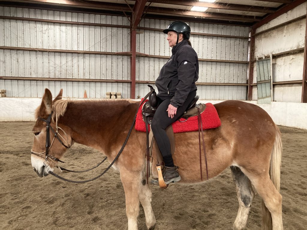 Northeast Saddle Fitters is committed to ensuring well fit saddle for performance and comfort