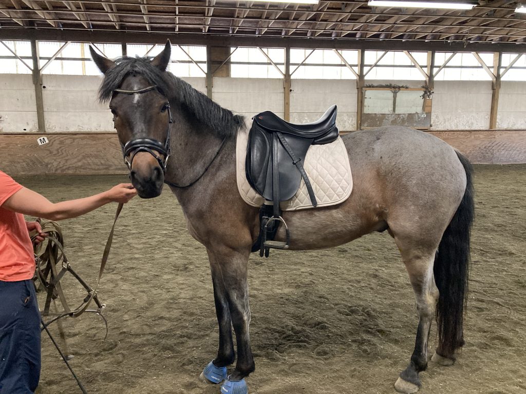 Proper Saddle Balance helps you feel centered in the saddle instead of fighting your position.